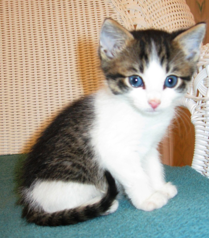 Kitten Adoption: Helotes Humane Society