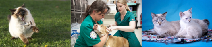Heart worm Disease in Dogs and Cats
