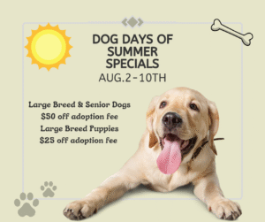 Dog Days