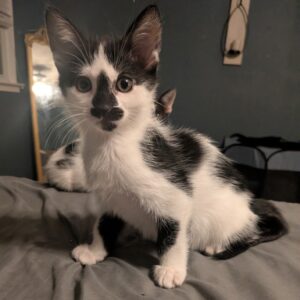 Gomez