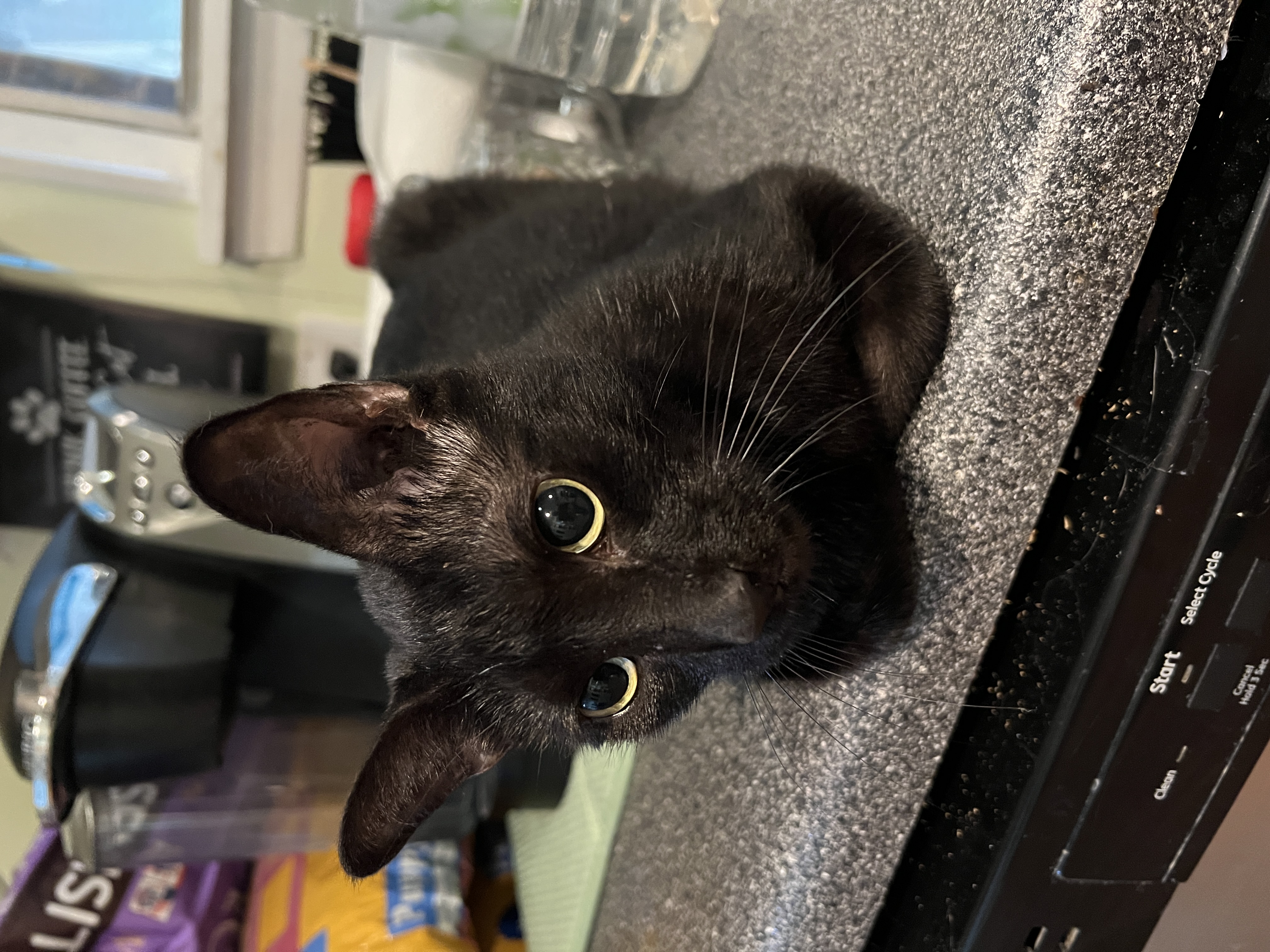 black cat