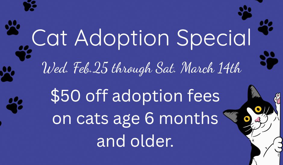 Cat adoption special