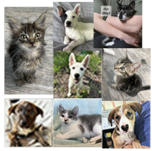 Puppy and Kittens