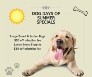 Dog Days of Summer  Special